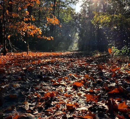 Vakantiehuis Delightful Luxury 2-bedroom In Nature